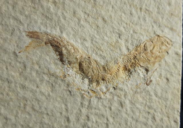 Leptolepides sprattiformis (BLAINVILLE 1818) - Bild © FossNet FossilienStore